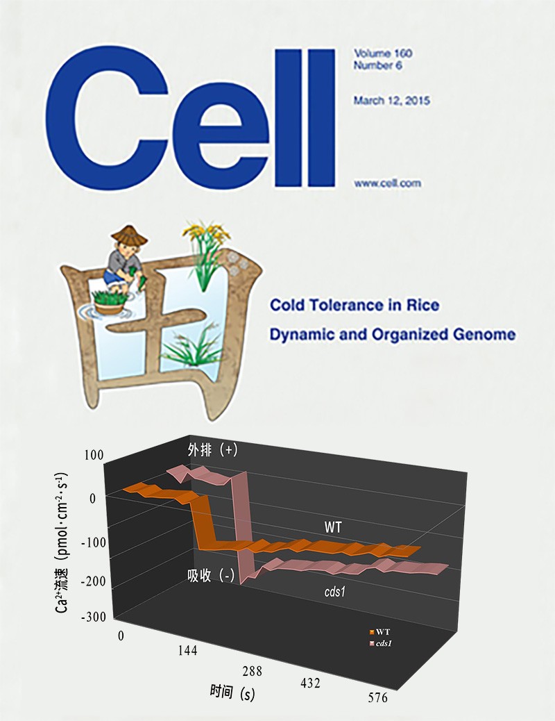 NMT檢測根系Ca2+流檢測揭示水稻耐低溫信號傳遞新機(jī)制