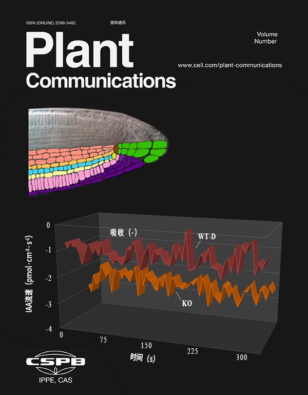 NMT監(jiān)測IAA流動證實OsHAK5調節(jié)生長素運輸調控水稻株型