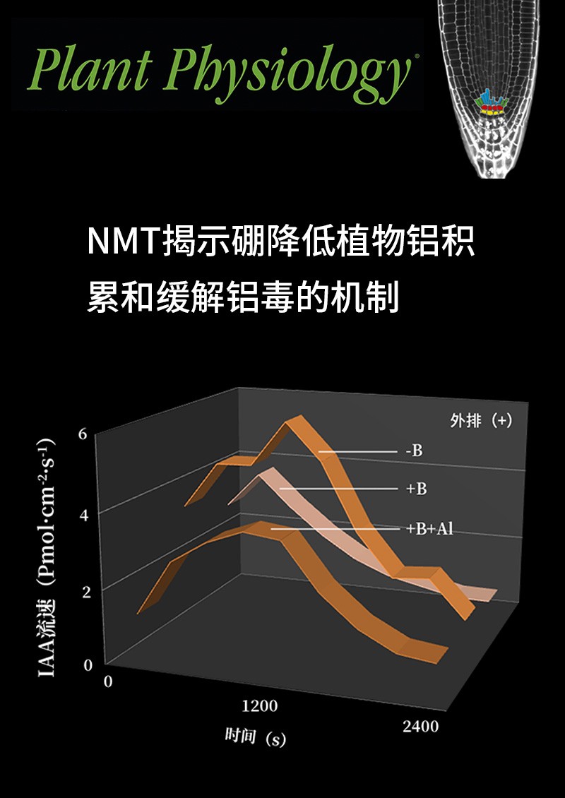 NMT揭示硼降低植物鋁積累和緩解鋁毒的機(jī)制