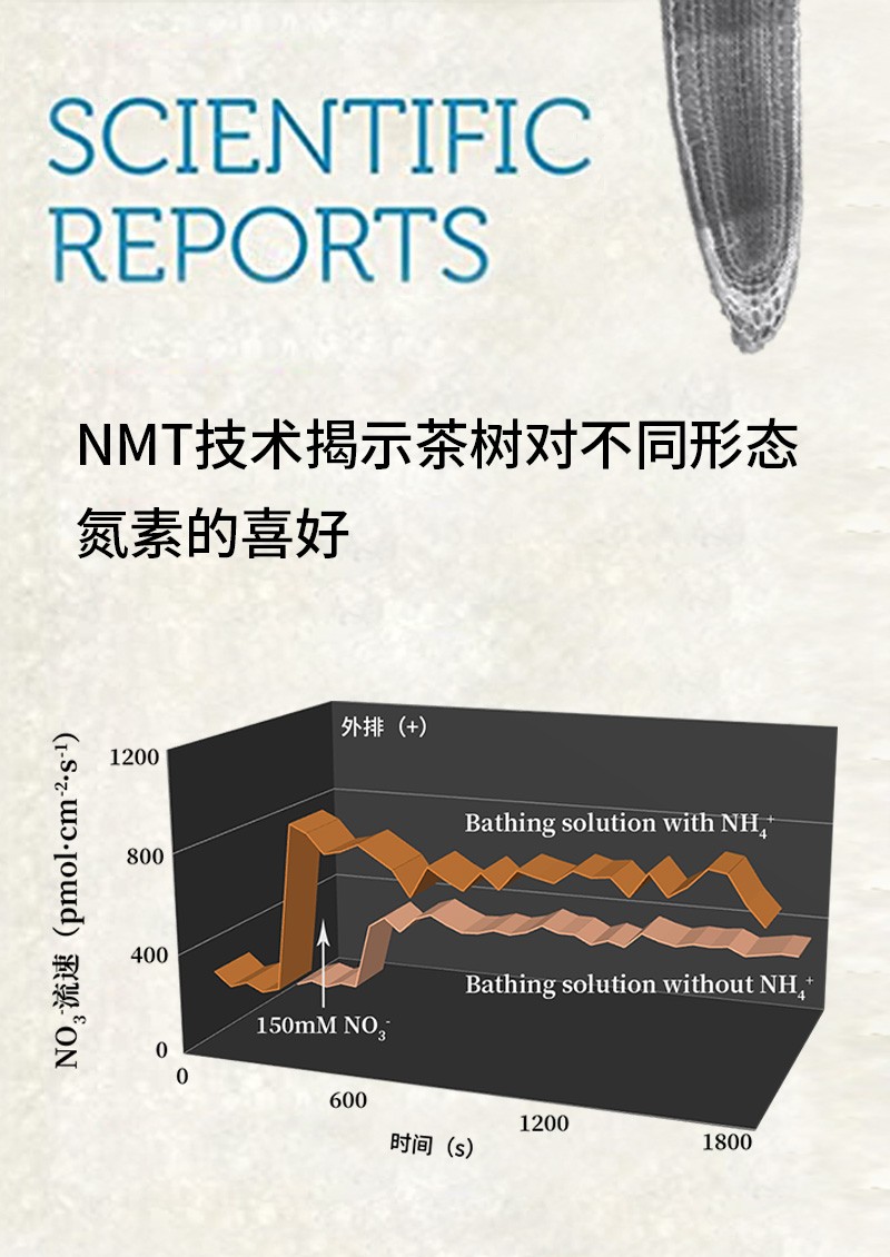 NMT技術(shù)揭示茶樹對不同形態(tài)氮素的喜好