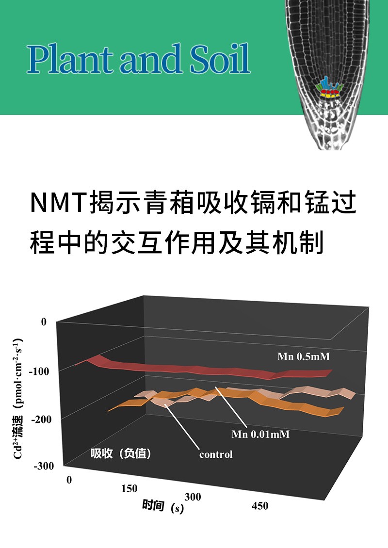 NMT揭示青葙吸收鎘和錳過程中的交互作用及其機(jī)制