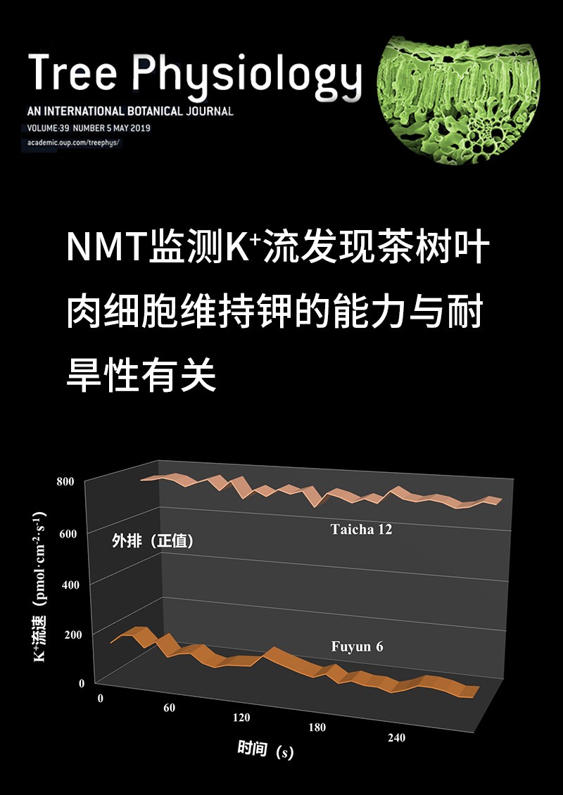 NMT監(jiān)測K+流發(fā)現(xiàn)茶樹葉肉細(xì)胞維持鉀的能力與耐旱性有關(guān)